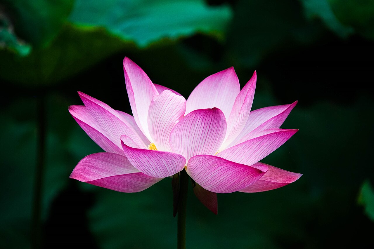 Chinese baby names meaning lotus opening image with lotus flower, naming notebook, and gentle family context