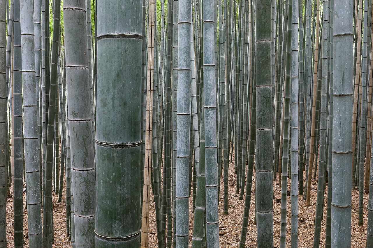 chinese baby names meaning bamboo opening image showing bamboo China in a clear landscape context