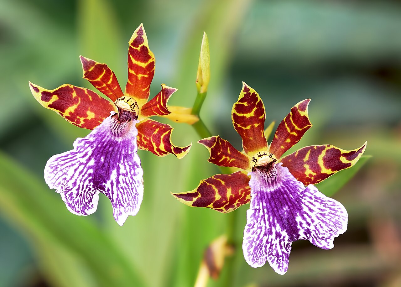 Chinese Baby Names Meaning Orchid: Character, Sound, and Family Context 1 chinese baby names meaning orchid opening image showing orchid flower in a clear landscape context