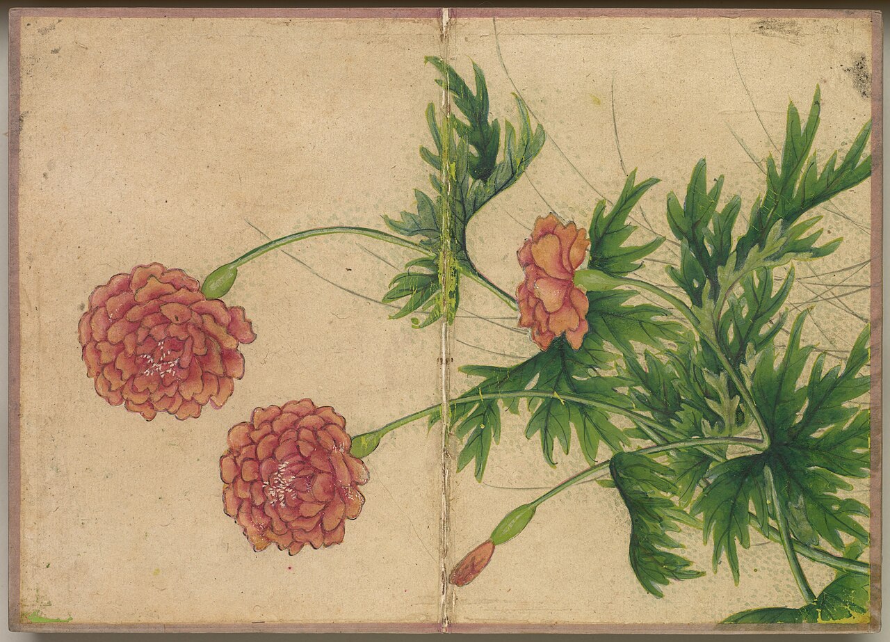 chinese baby names meaning peony opening image showing peony flower China in a clear landscape context
