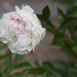 Chinese Baby Names Meaning Peony: Character, Sound, and Family Context