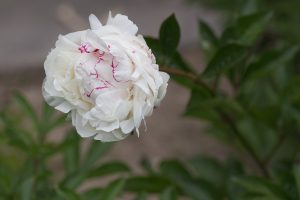 Chinese Baby Names Meaning Peony: Character, Sound, and Family Context