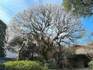 Chinese Baby Names Meaning Plum Blossom: Symbolism and Character Choices