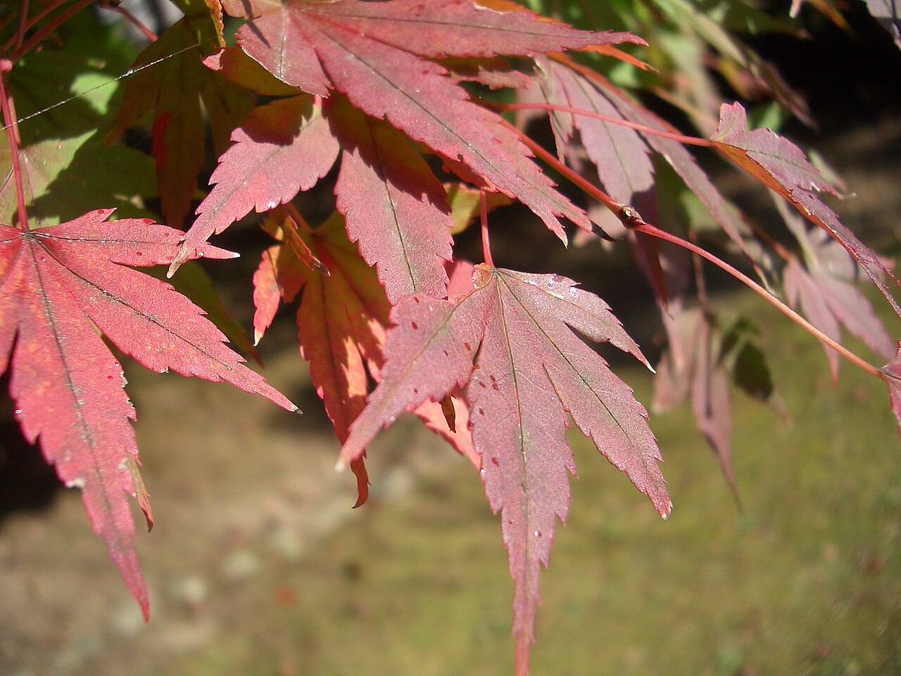 Chinese Baby Names Meaning Maple: Symbol and Character Choices 2 maple leaves supporting character choice and surname rhythm